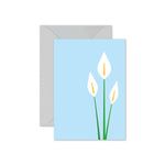 Peace Lily (Spathiphyllum)